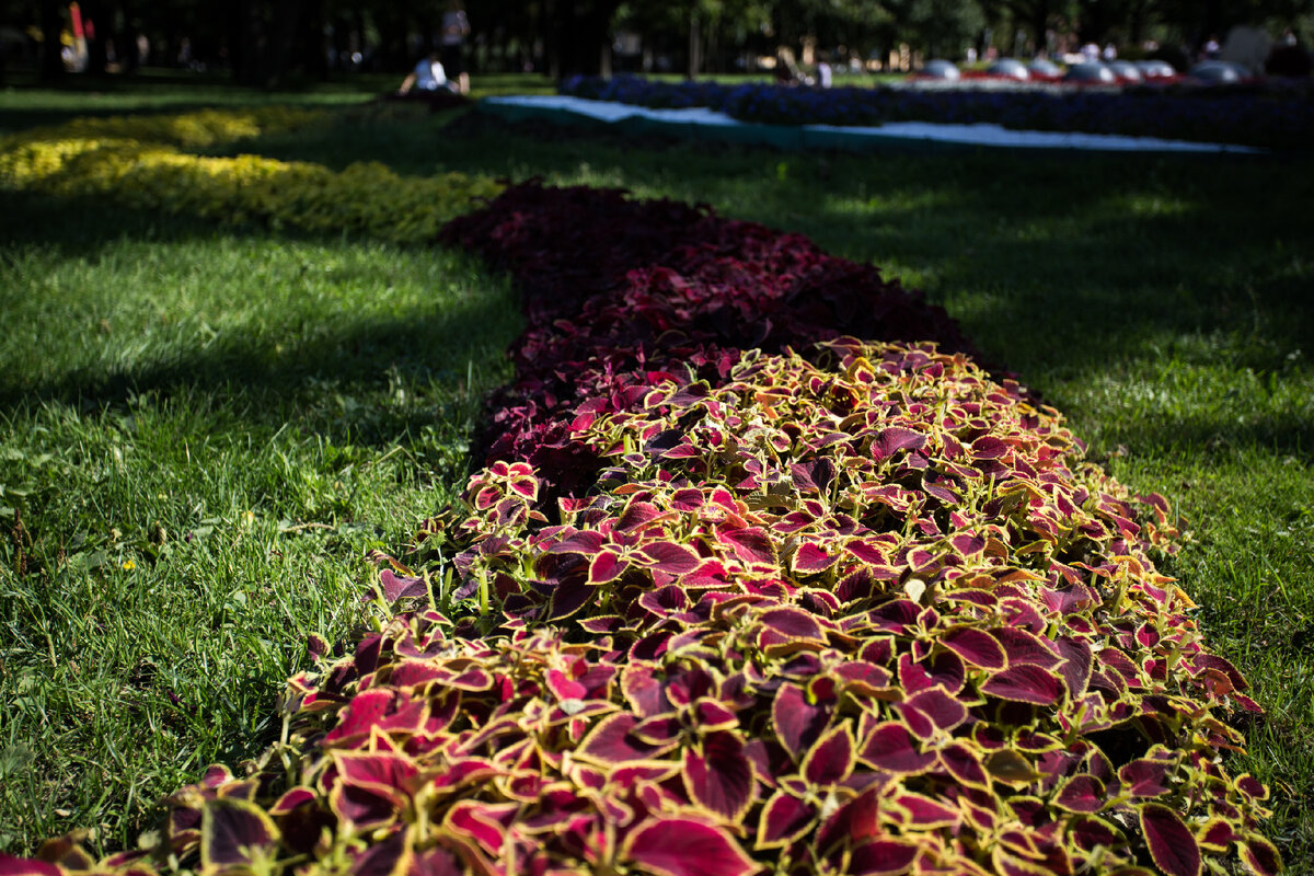 Александровский Сад, г. Санкт-Петербург. Колеус. Автор фото: Надежда Панова, http://nadia-photo.com
