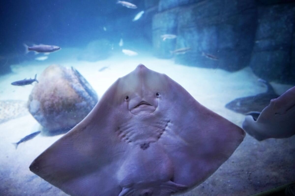    В Британии допустили усыпление животных в океанариуме из-за энергокризиса