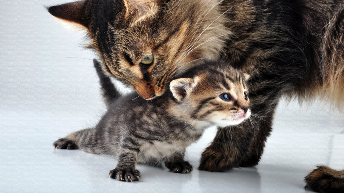 источник фото: murkoshka.ru