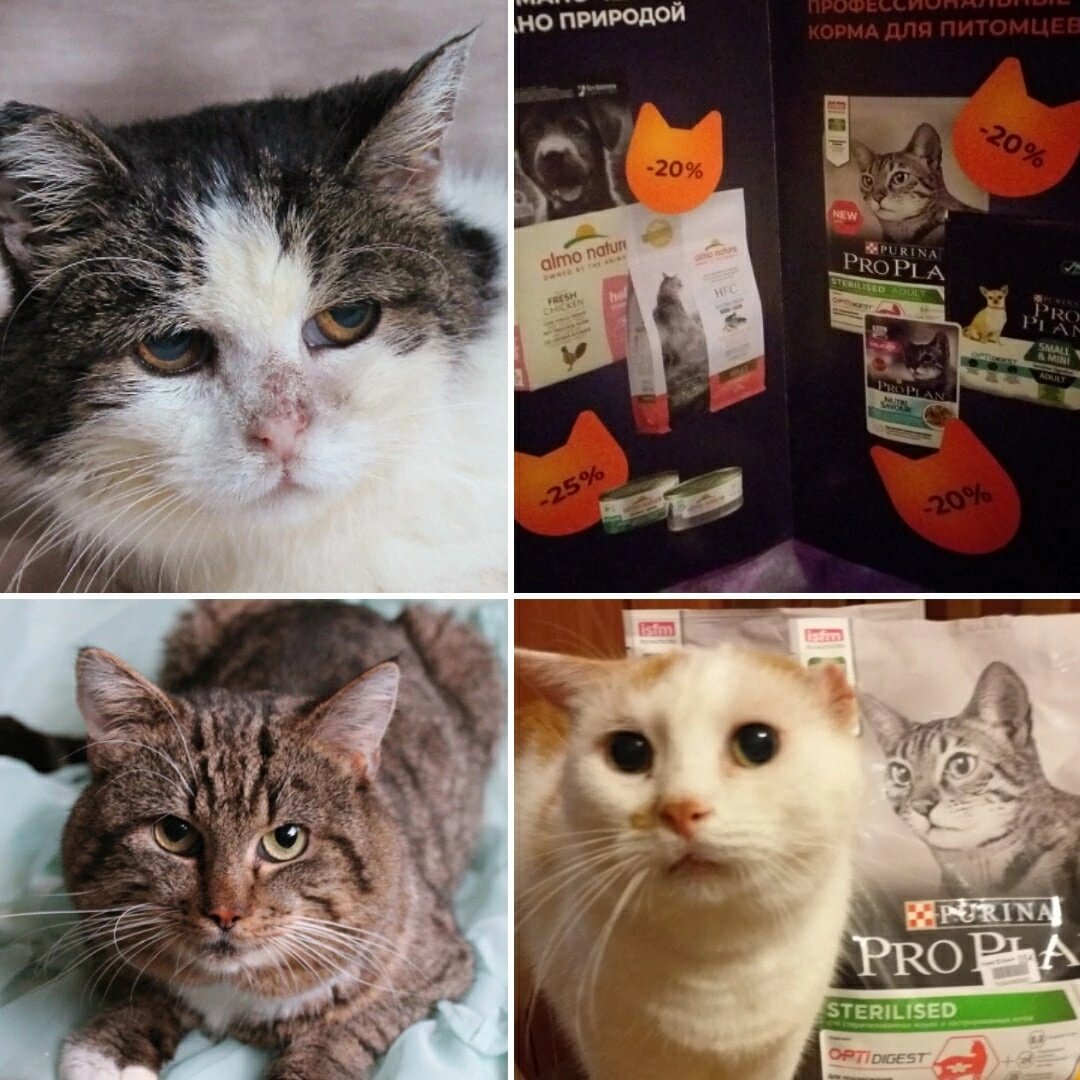 © ВСЕ ОТТЕНКИ КОШАЧЬЕГО 