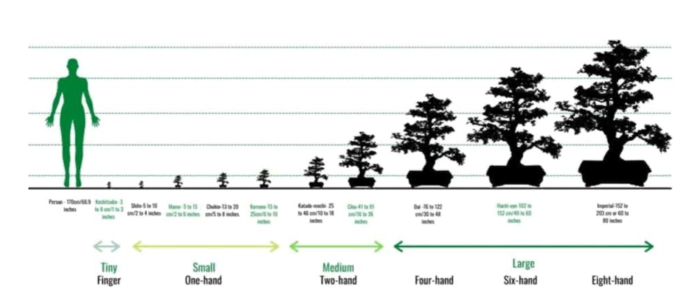 Графическое изображение таблицы размеров бонсай.  
Источник: https://plantpaladin.com/bonsai-size-classification/
