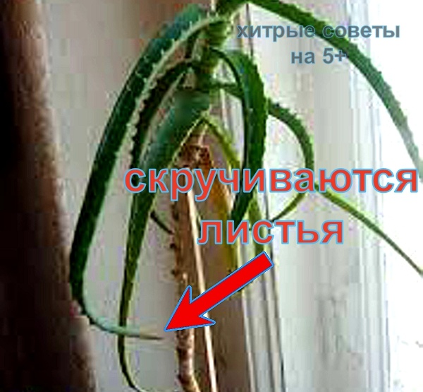 пыль на растениях приводит к болезням 