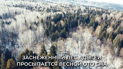 Заснеженный лес Адыгеи просыпается весной ото сна