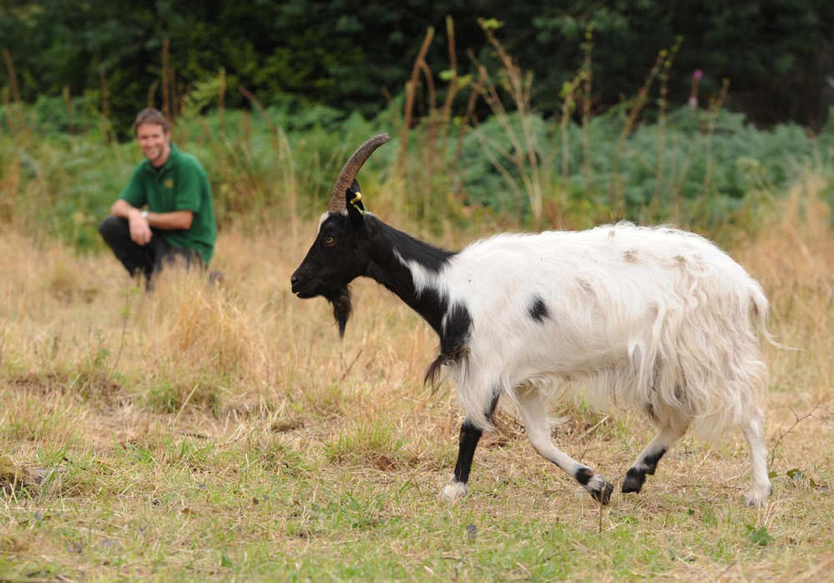 Баготская коза: Пусти козла в огород, и он спасёт экосистему. Порода древних коз, которая вот уже 600 лет защищает луга и поля Англии