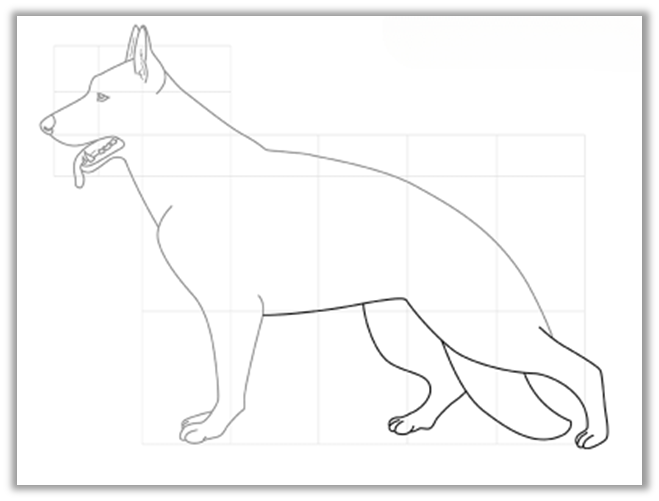 Поэтапное рисование немецкой овчарки