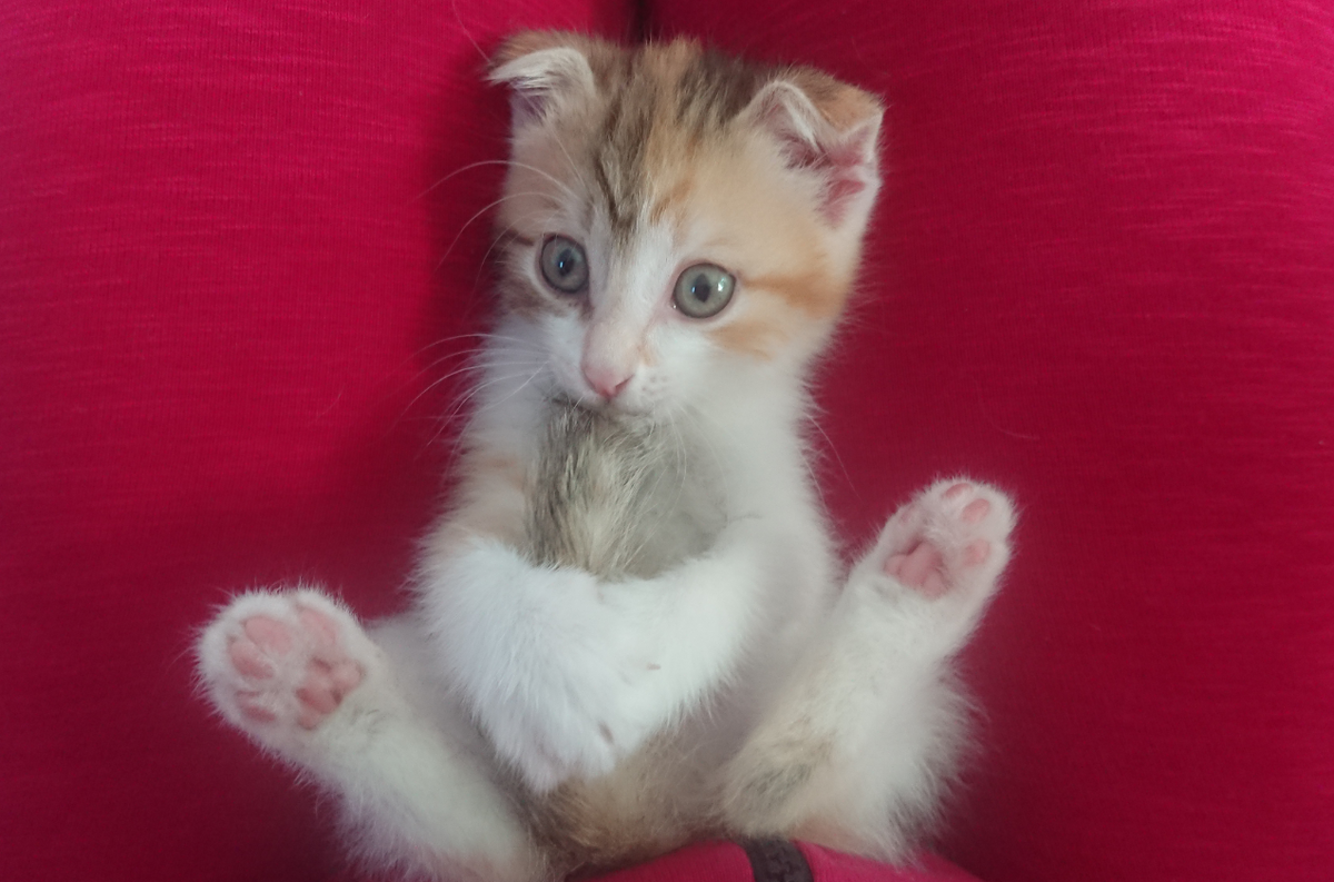 Маленькая Пчёлка. Как и все микрокотики, начинает познавать мир с собственного хвоста