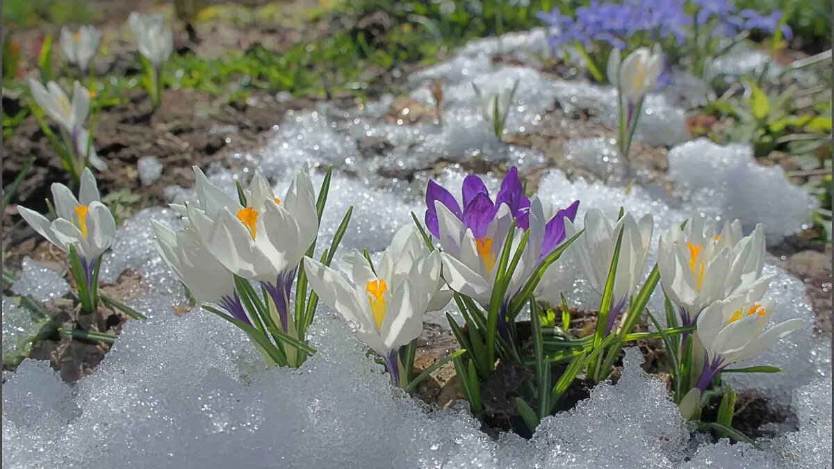 Весна ассоциируется с теплом и цветением. Фото: pxhere.com