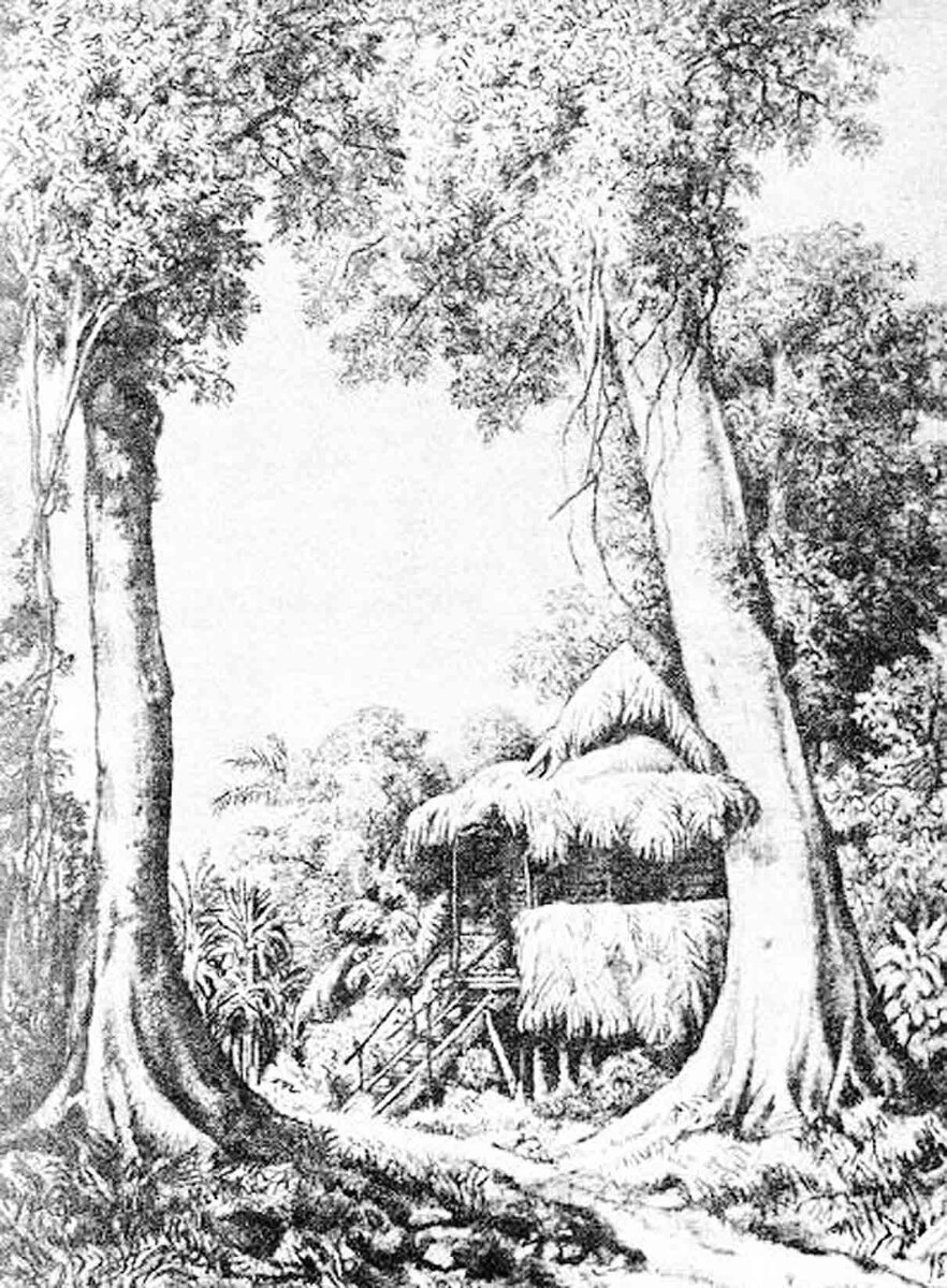 Хижина Николая Миклухо-Маклая на мысе Гарагаси. 1871–1872 годы