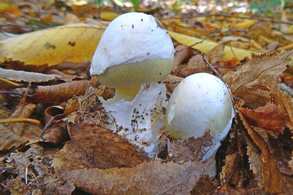 Бледная поганка, только вылупившаяся из общего покрывала (фото пользователя Марго)