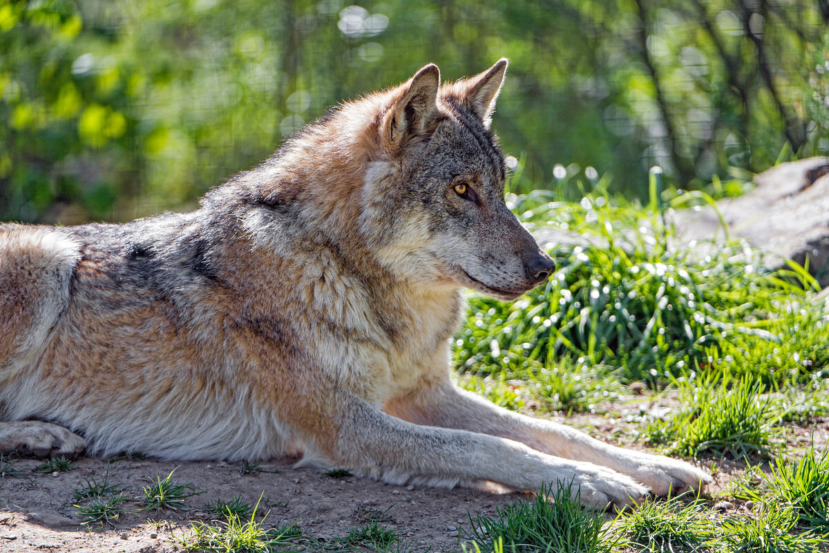 Средний вес европейского волка — около 40-60 кг. Самый большой волк, зафиксированный на территории СССР, весил 86 кг. Это как два мешка картошки, или как один Шварценеггер в молодости. Но габариты здесь не причём!