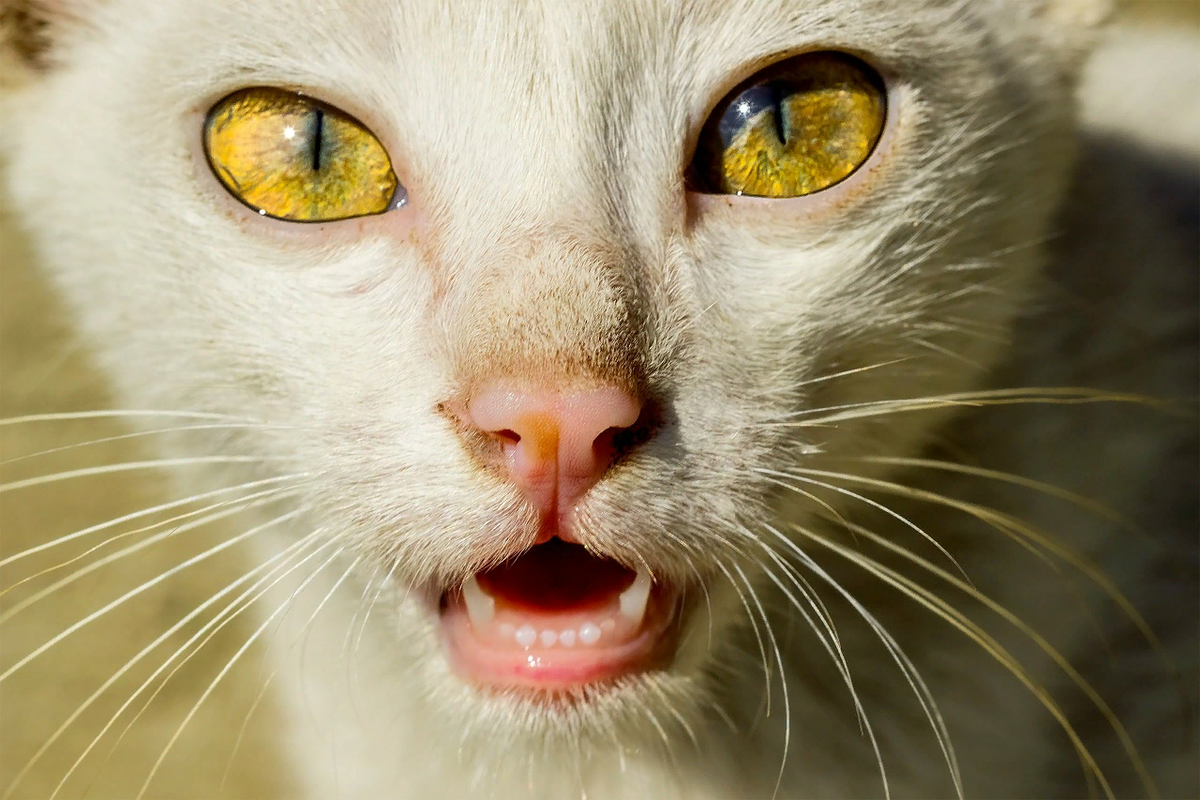 Глазки кошечки. Кошка с желтыми глазами. Глаза кошки. Морда кота. Кошачий глаз.