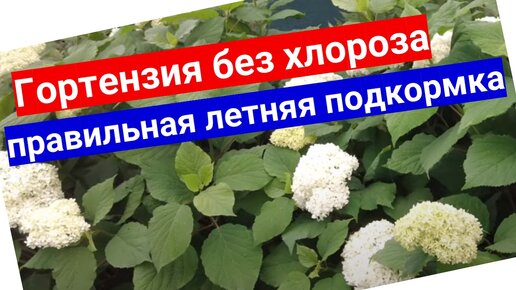 Гортензия без хлороза! Чем подкормить гортензию для сочной листвы и безумного цветения в августе