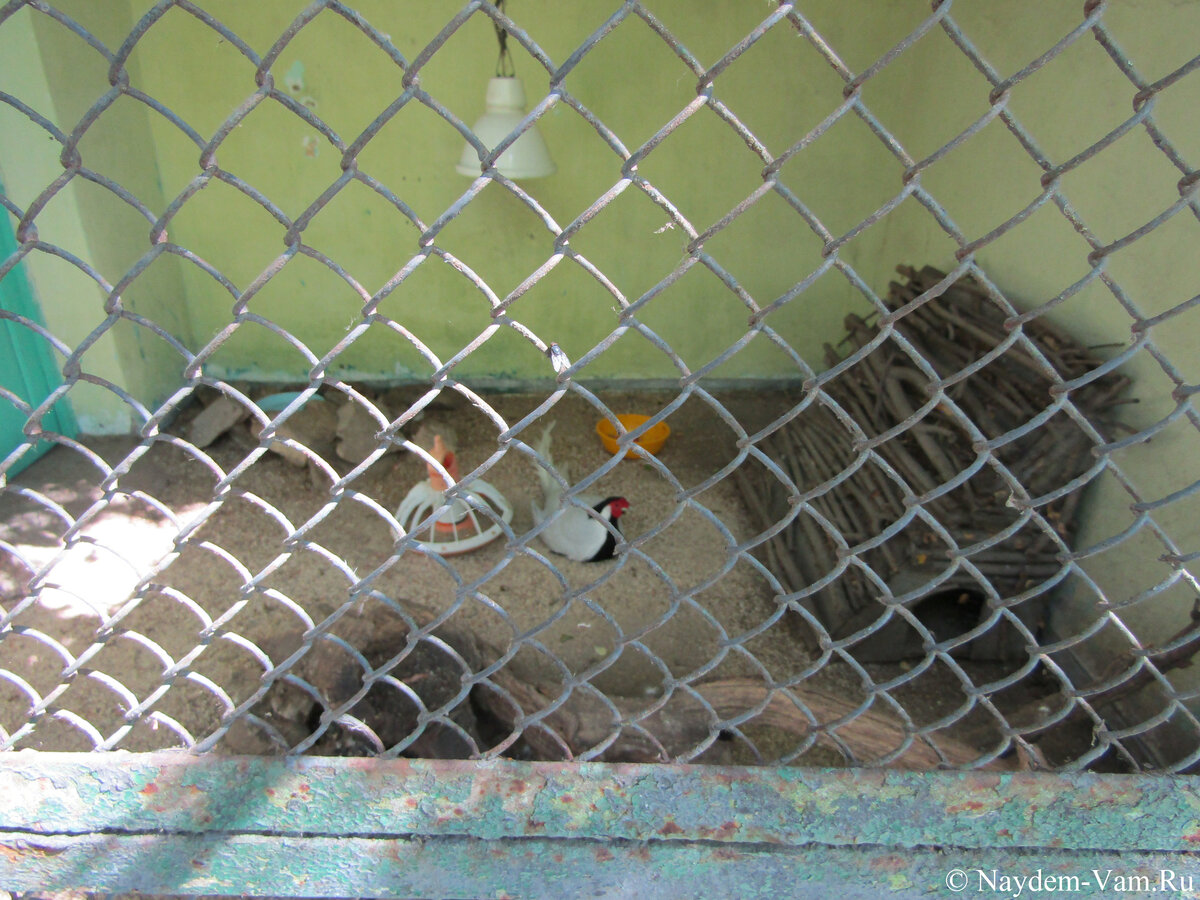 В обшарпанных клетках с ржавой сеткой-рабицей содержатся птицы Казанского ЗооБотсада. Куда смотрит Роспотребнадзор Казани? 