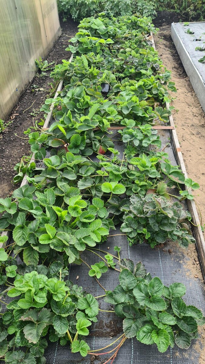 В галерее 2 фото.