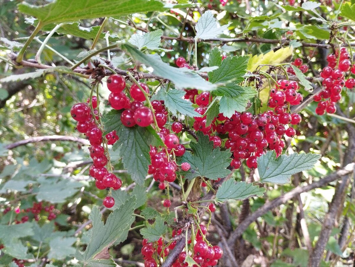 Куст не большой, но ягод много