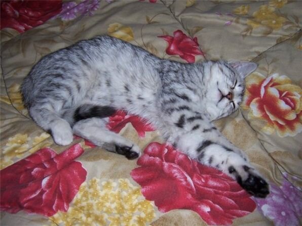 мой Бася, личное фото автора