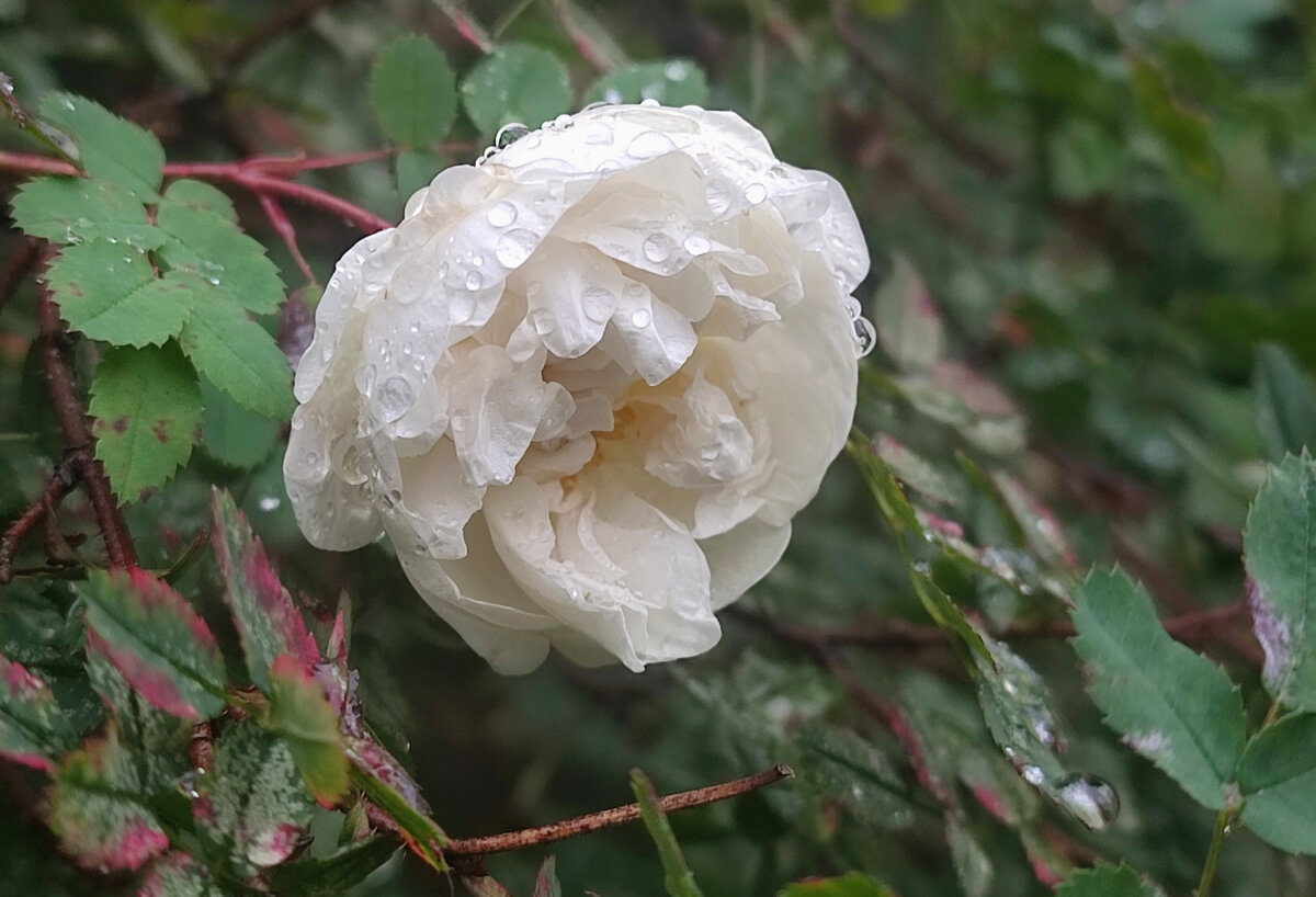 Диво дивное 