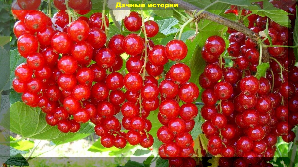 https://vk.com/photo-159774511_456241753