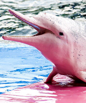 Розовые дельфины Амазонки | Факто-Мания | Дзен