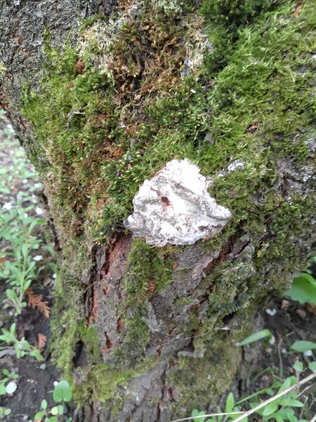 Древесный гриб на вишне