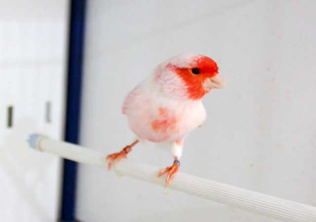 Золотистая Красотка