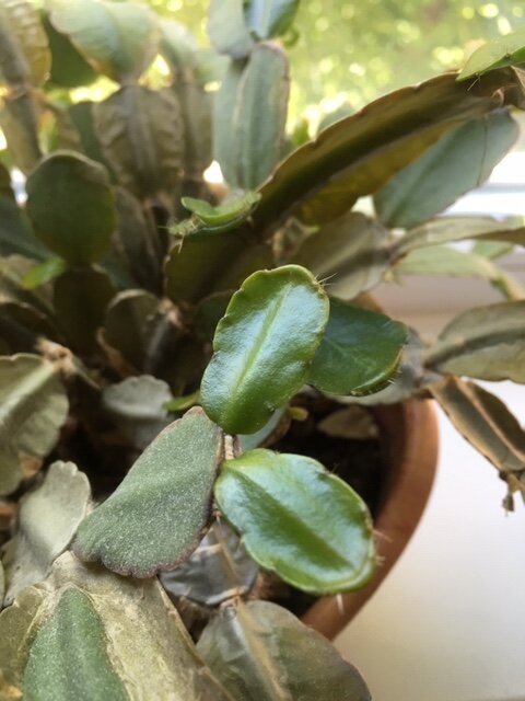 После формирования растения, начинают активно расти новые сегменты листьев