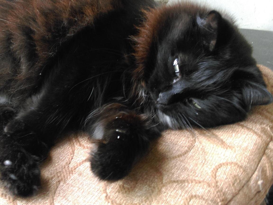 Чернуха замышляет нехорошее