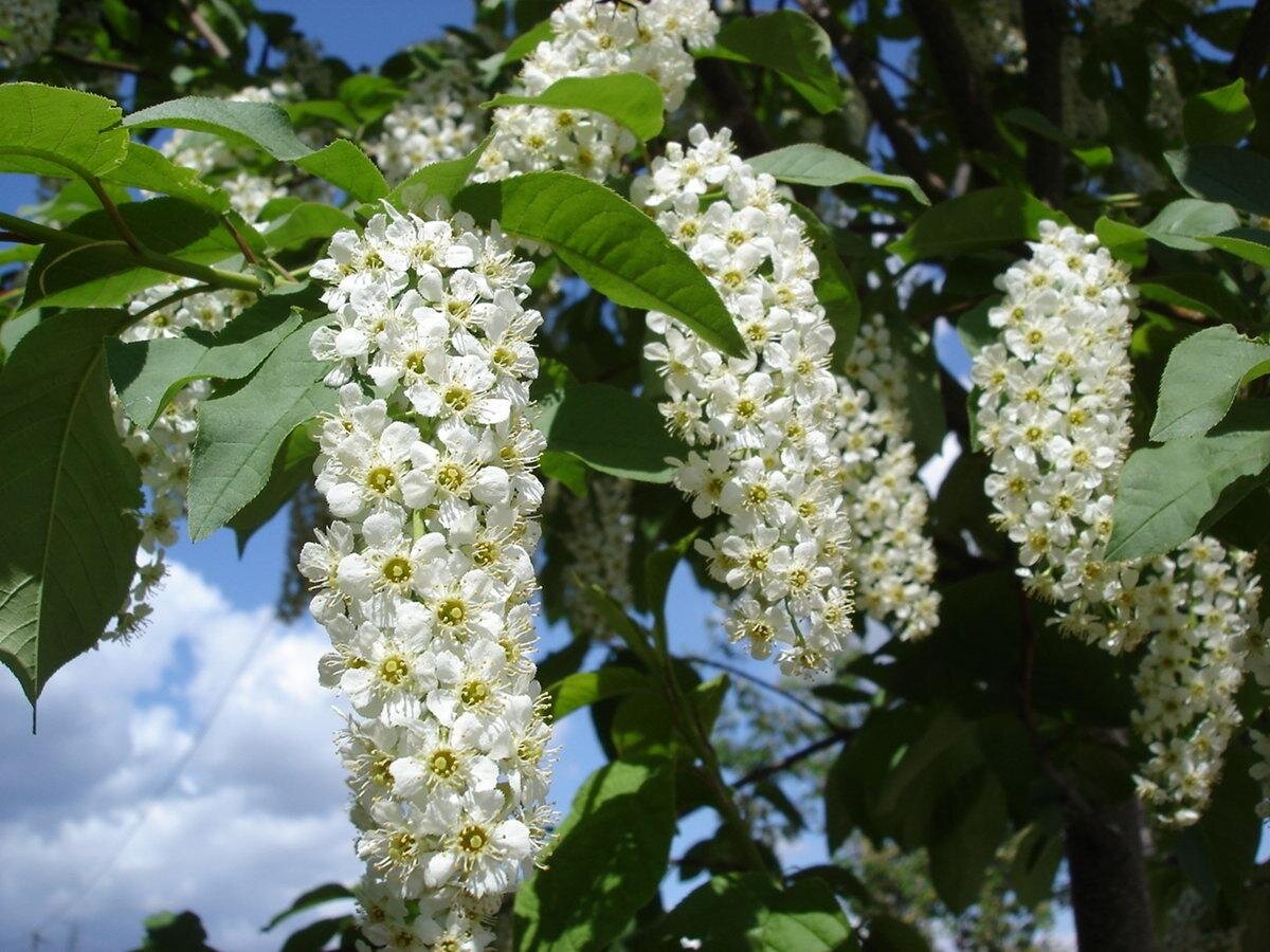 черемуха обыкновенная цветение. цветение черёмухи. черемуха какие цветы. белая черемуха растение. черемуха какие цветы.