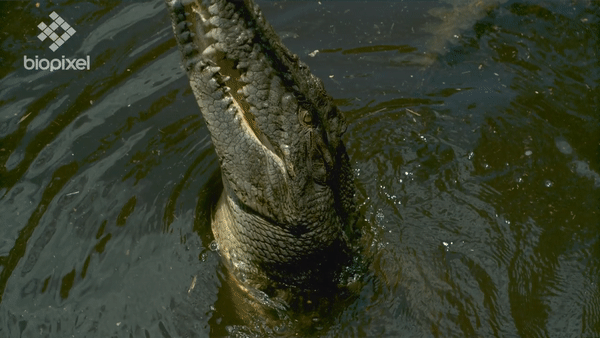 О, привет! Хочешь искупаться со мной в одной речке? 