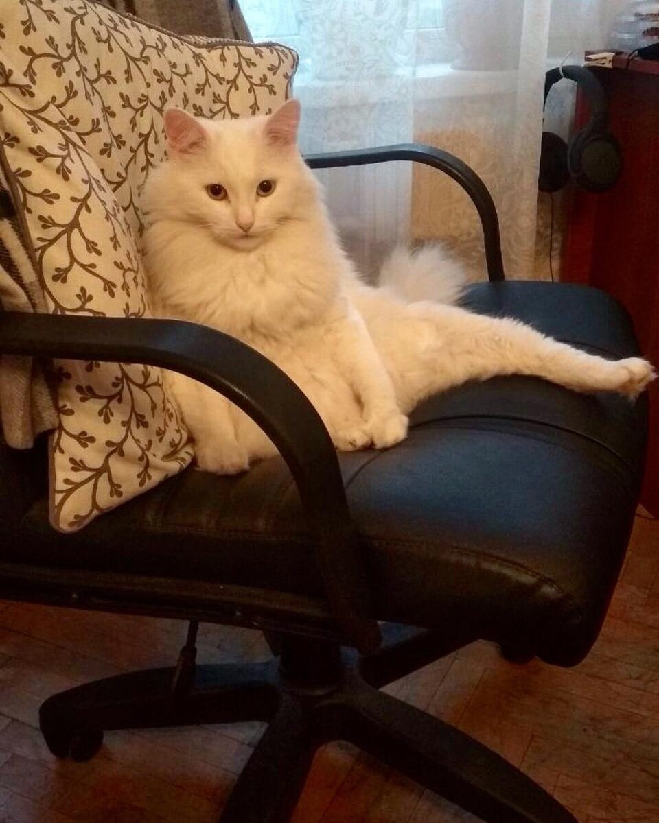 Кот в кресле качалке