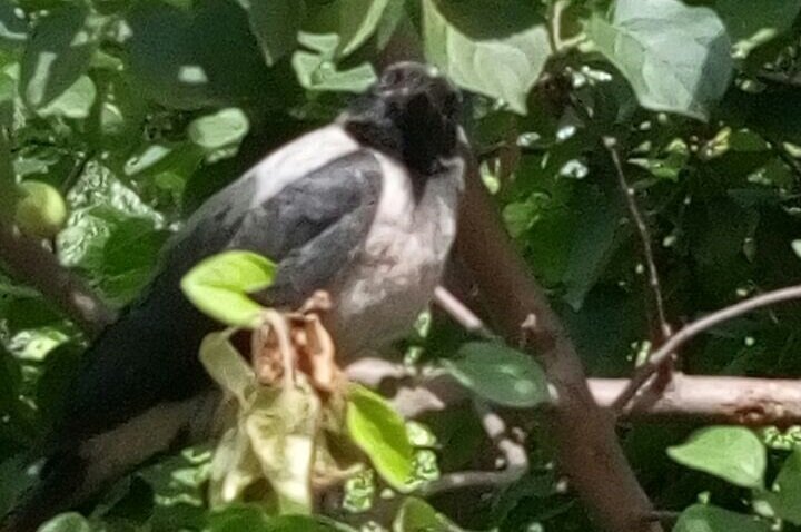 Ворона облюбовала яблоню. 