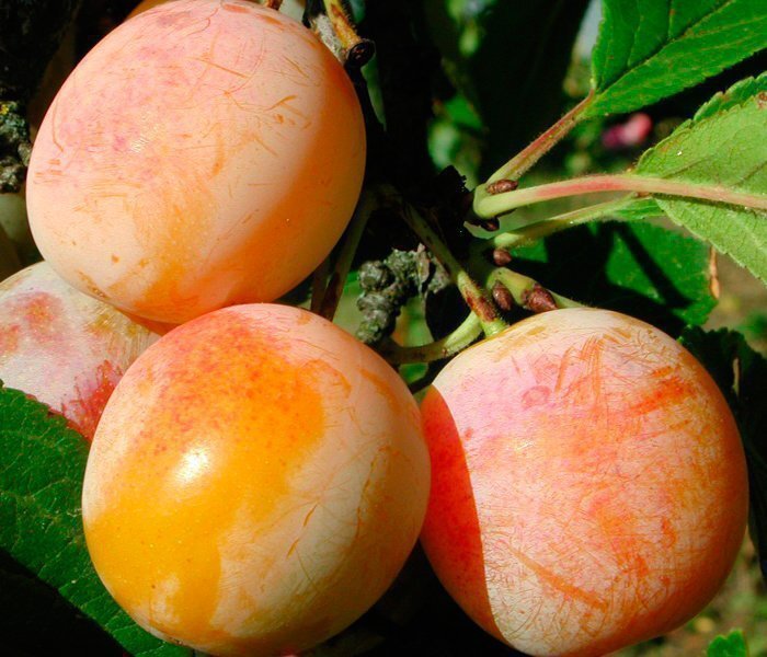 Изображение взято из открытых источников Яндекс.Картинки 