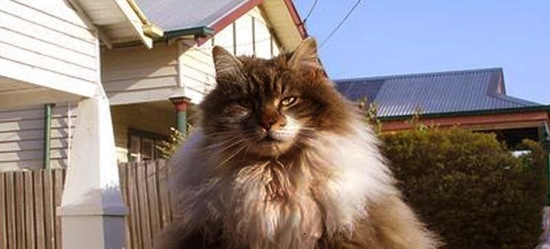 Кот «всепогодный», нечёсаный