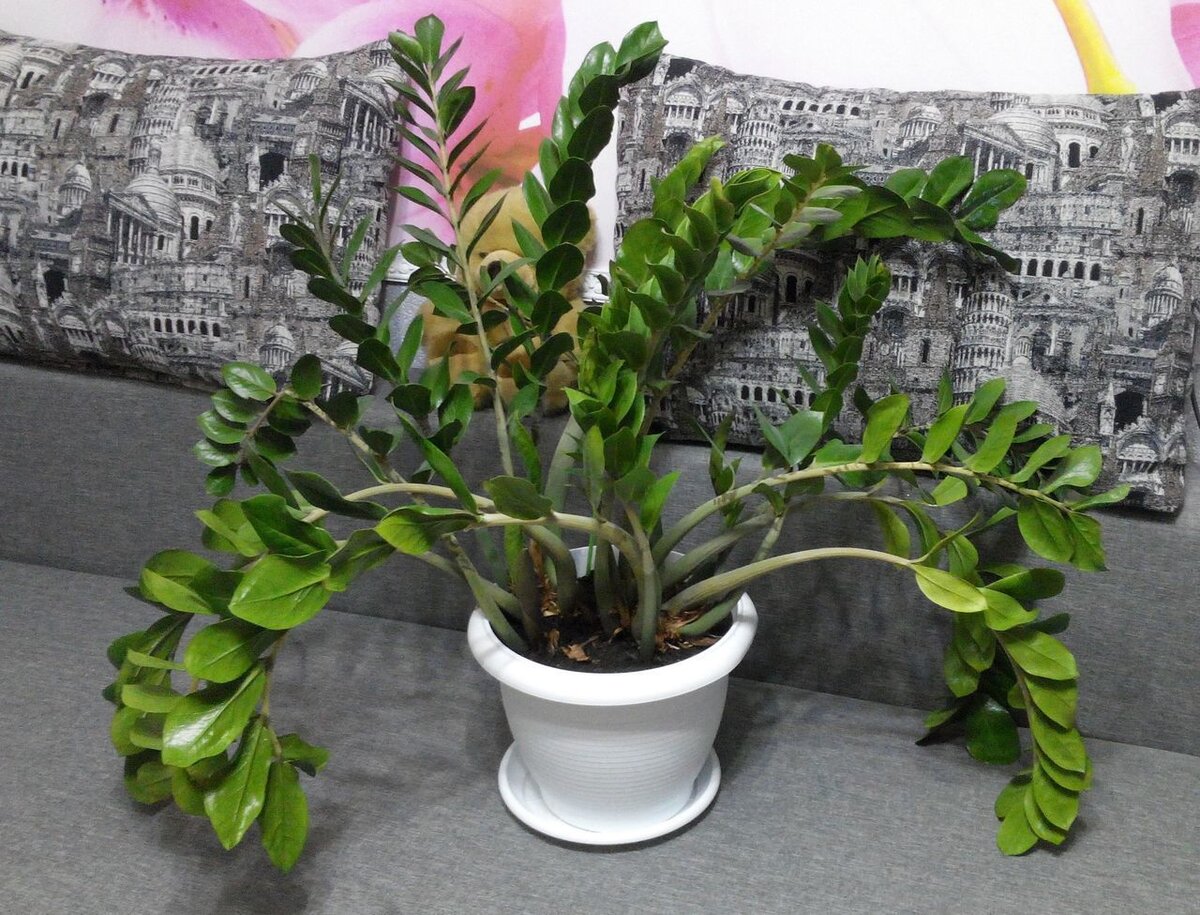 Zamioculcas долларовое дерево