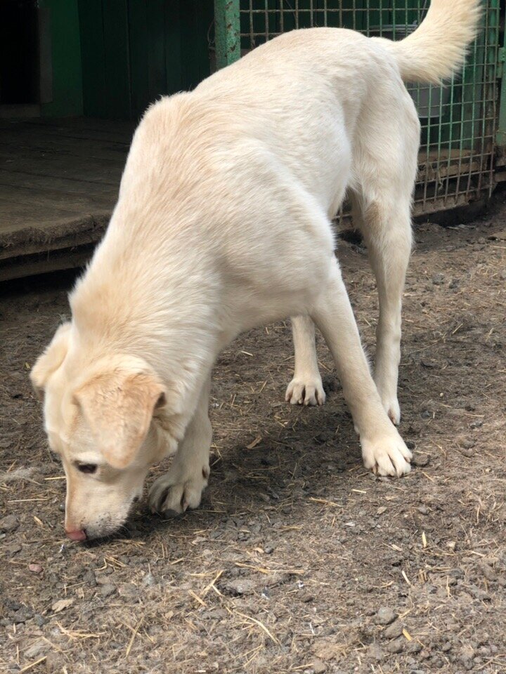 Приют солнцево