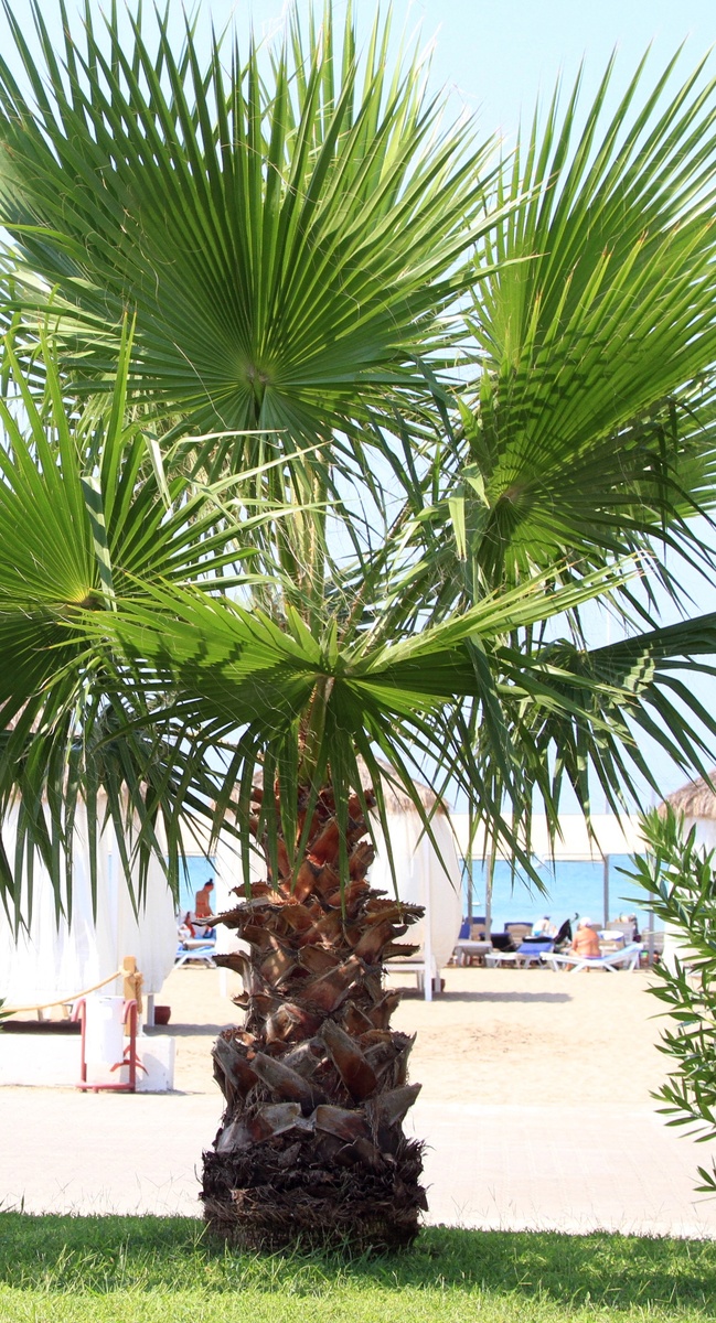 Обожаю пальмы. Сразу в отпуск захотелось. А по графику он только в апреле... 