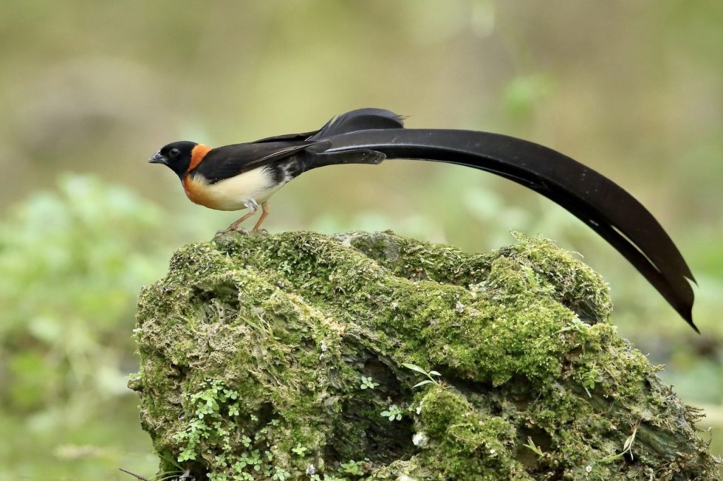 Bird tail. Птица Доминиканская вдовушка. Райская вдовушка птица. Ткачик вдовушка. Длиннохвостая вдовушка.