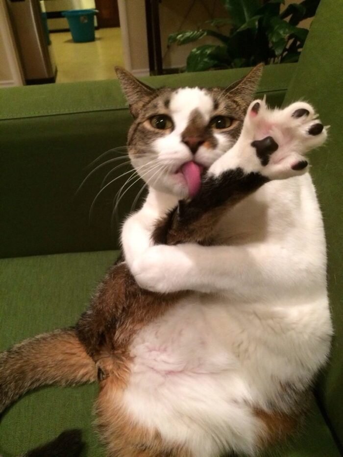 Взято с сайта https://petstoday.com.ua/blog/interesting/koty-yogi-chto-pozvolyaet-koshkam-svorachivatsya-v-nemyslimye-pozy-i-kak-oni-eto-delayut-fotopodbork/