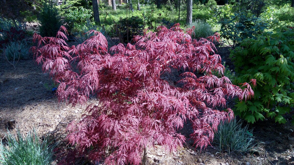 Acer palmatum  dissectum atropurpureum в моем саду 22 мая