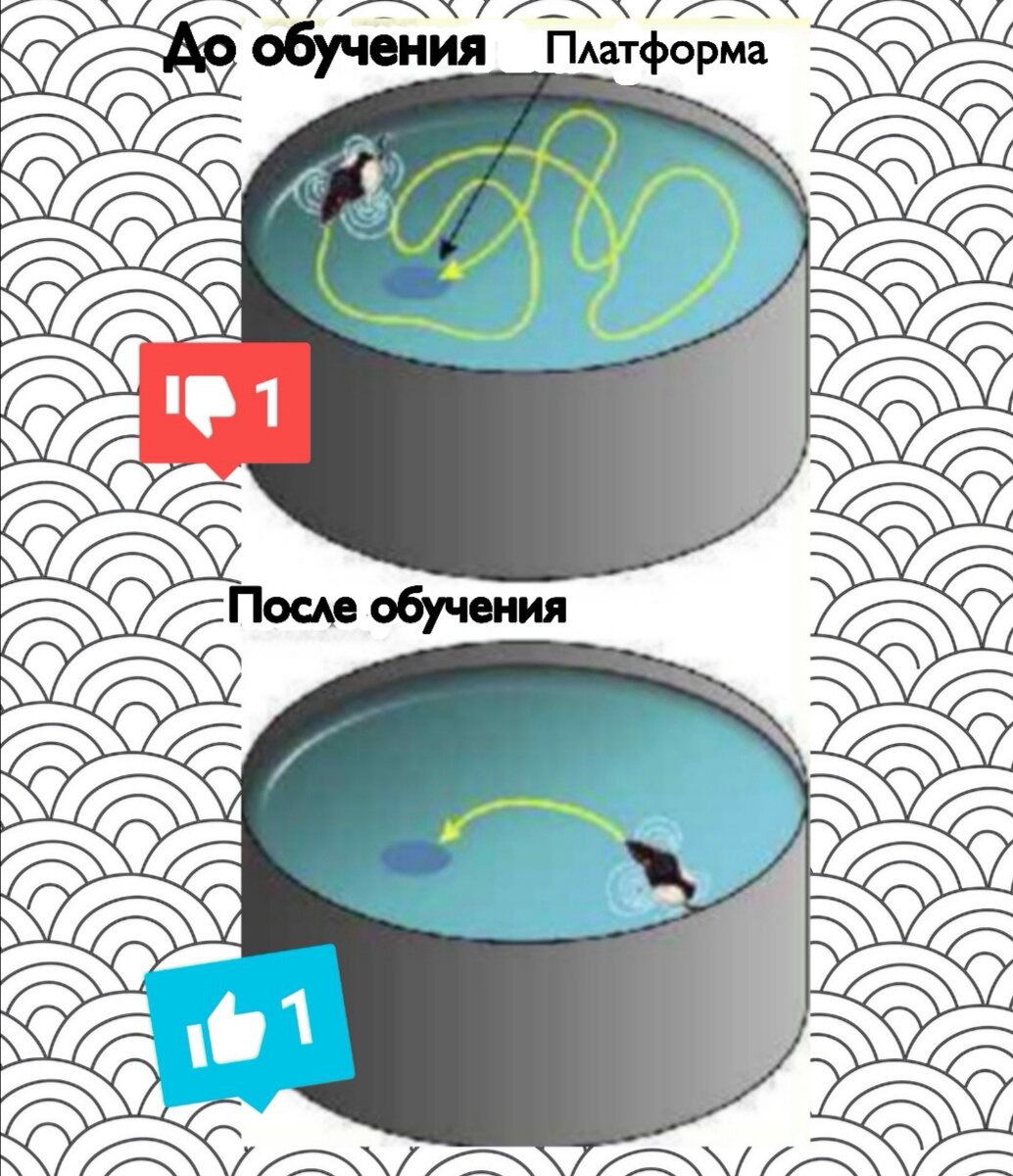 Водный лабиринт Морриса