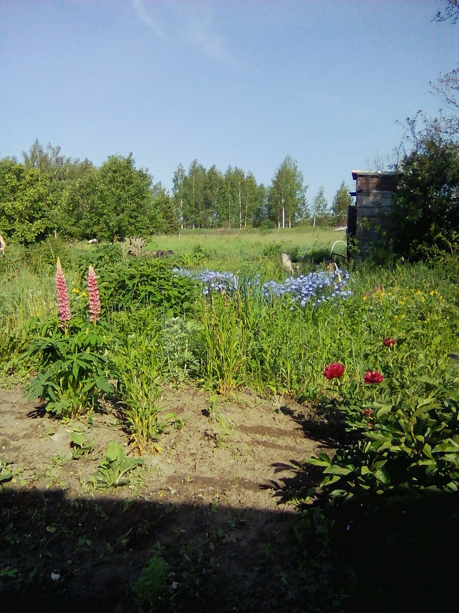 Летний пейзаж