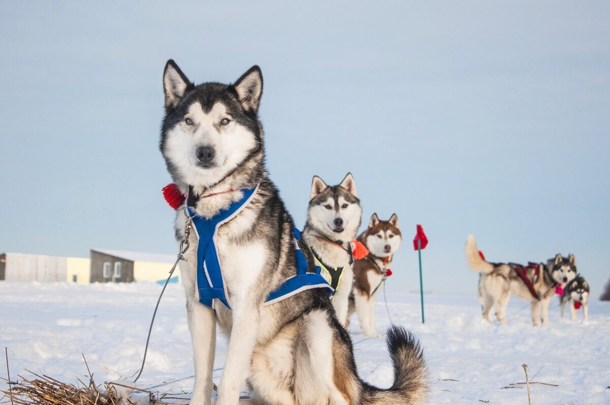 Dogs us. Хаски аутист. Игры про ездовых собак. Хаски с аутизмом. Корм для ездовых собак.