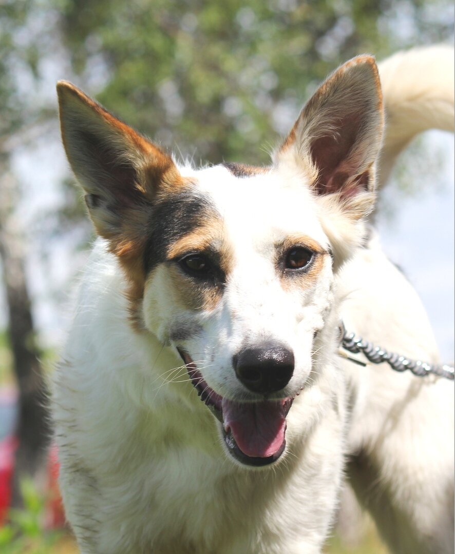 Пиарное фото Алисы для поиска дома в интернете