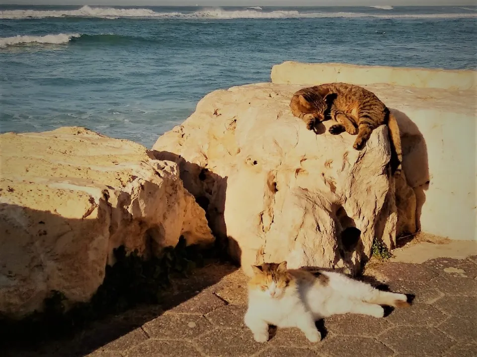 Морские кошки и морские котики