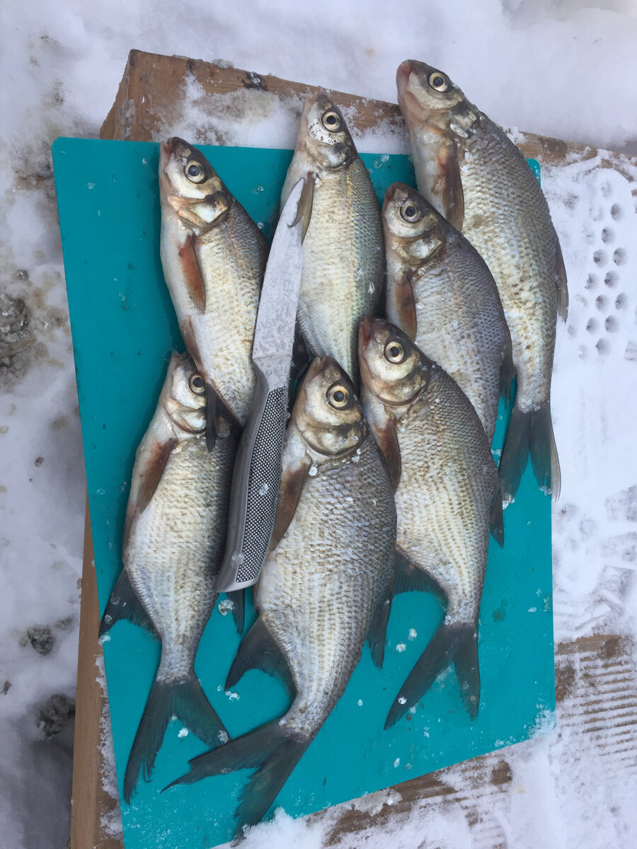 Как наловить леща с прикормкой