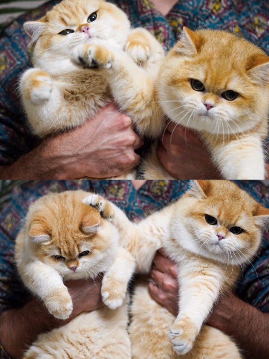 Фото взято из pinterest