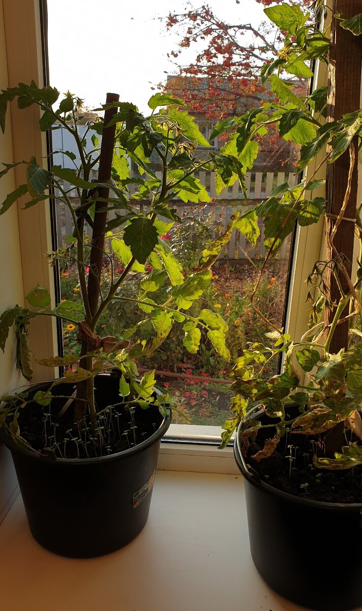 Огород на окне. Мой опыт варщивания овощей зимой в квртире