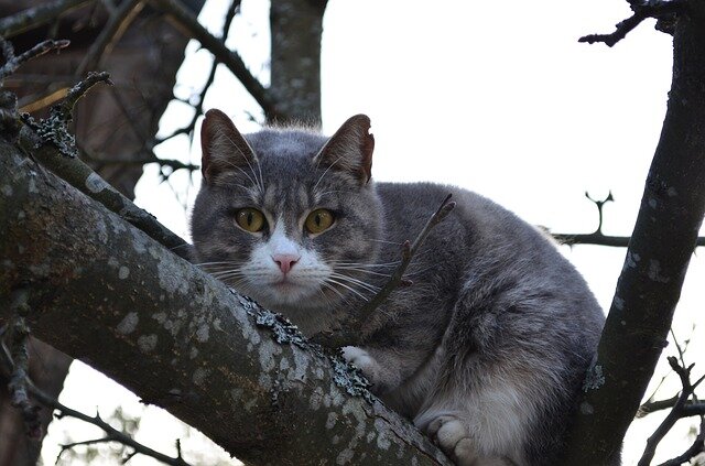 История о том, как местный пёс забежал к нам в ограду и загнал кота на дерево. Коты могут долго сидеть на дереве, так как боятся спуститься вниз.-2