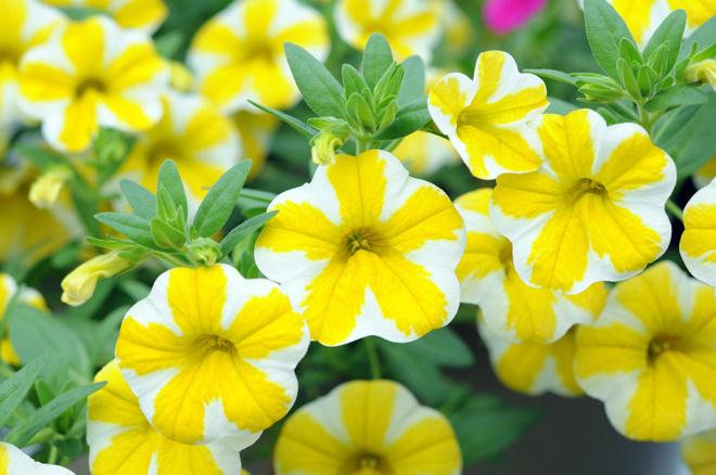 фото из интернета