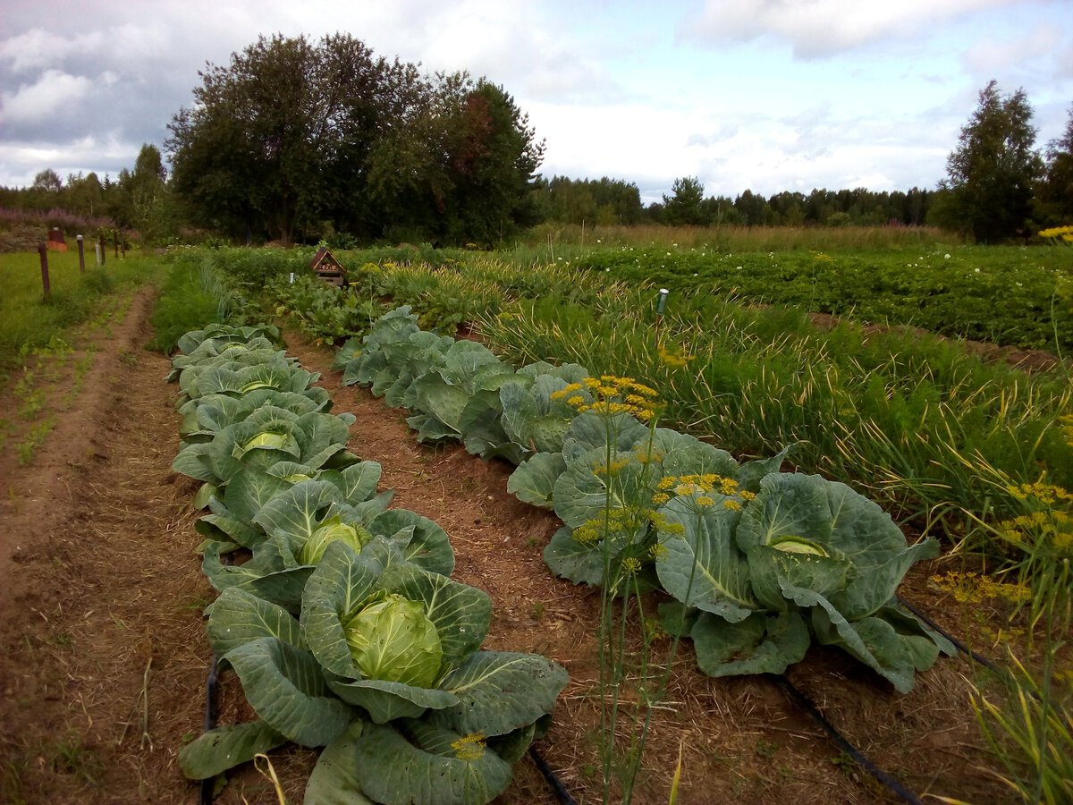 Овсинский природное земледелие